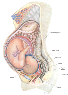 The pregnant body